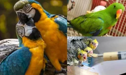 Papağan Kuşun Bakımı Neden Önemlidir?