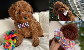Süs Köpeği Sahiplenme Öncesi Hazırlık ve Doğru Karar