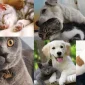 Preferred Cat and Dog Products