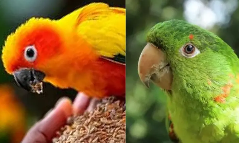 parrotcare-2-piece-1